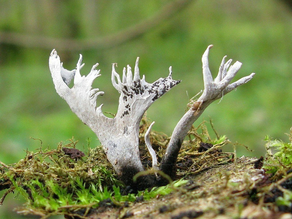 Представитель Семейства Xylariaceae
